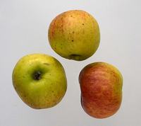 Bramley æble, æblesort
